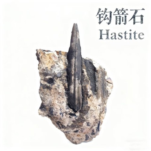 天然二叠纪西帝汶岛钩箭石头摆件