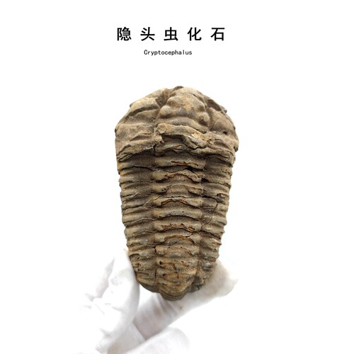 三叶虫化石送标本盒原石测试推荐