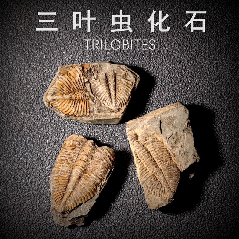 天然海洋古生物化石标本三叶虫化石王冠尾王冠虫地质科普教学标本