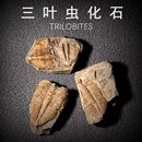 海洋古生物化石标本天然三叶虫王冠尾王冠虫地质科普教学标本礼物