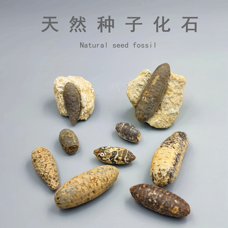 古生物原石种子化石教学标本