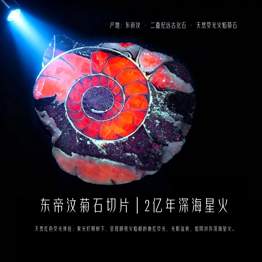 东帝汶火焰菊石天然荧光矿物海洋生物化石切片斑彩螺科普教学标本 - 实物图