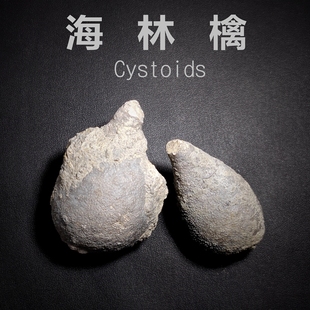 精修中华海林檎棘皮动物化石泥盆纪天然古生物地质科普教学标本