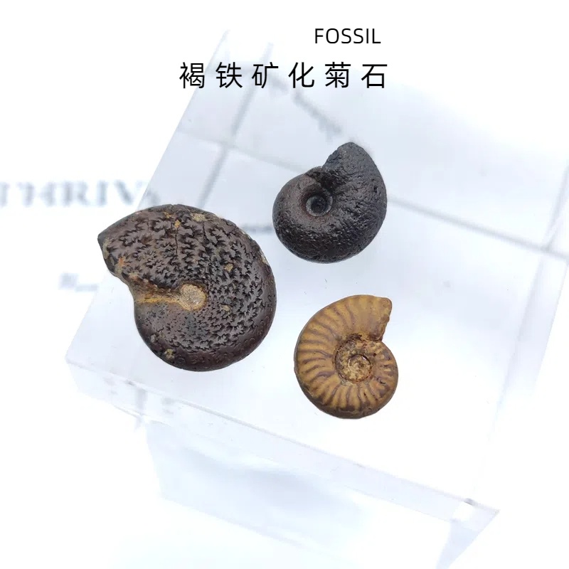 摩洛哥菊石化石褐铁矿化菊石化石原石教学科普标本古生物化石