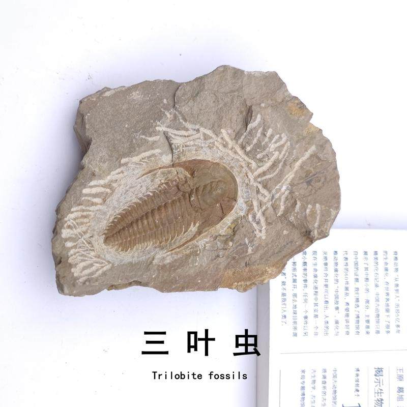 天然摩洛哥三叶虫化石原石头标本图片