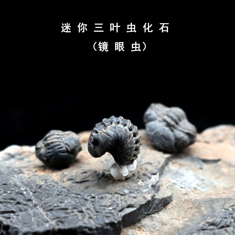 天然三叶虫化石化石原石教学标本