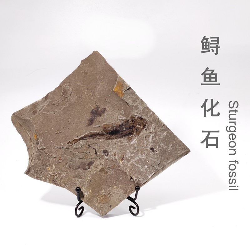 辽西白垩纪鲟鱼天然古生物化石长背鳍燕鲟潘氏北票鲟科普教学标