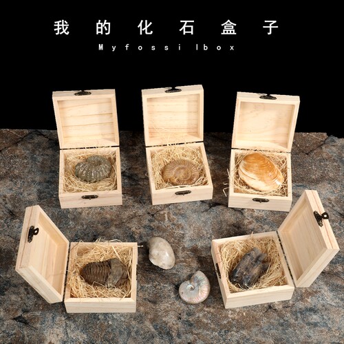 牙齿化石天然古生物化石原石