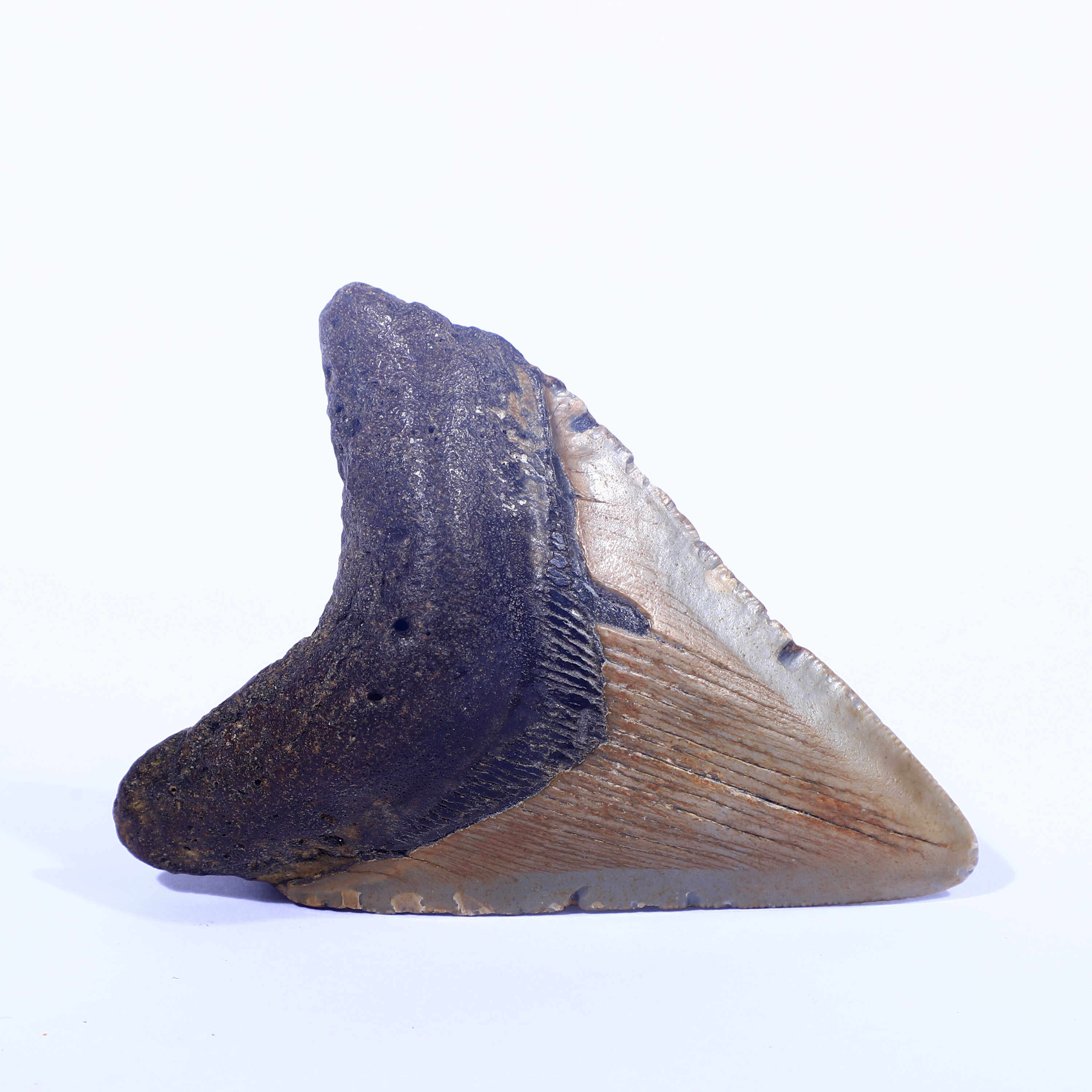 美国古海洋生物巨齿鲨鱼牙化石原石天然地质科普教学标本摆件收藏,饰品/流行首饰/时尚饰品新,摆件,淘宝优惠券,粉丝福利购,淘宝优惠卷