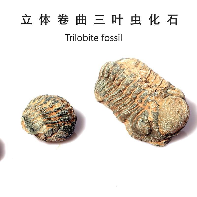 天然撒哈拉沙漠风化卷曲三叶虫