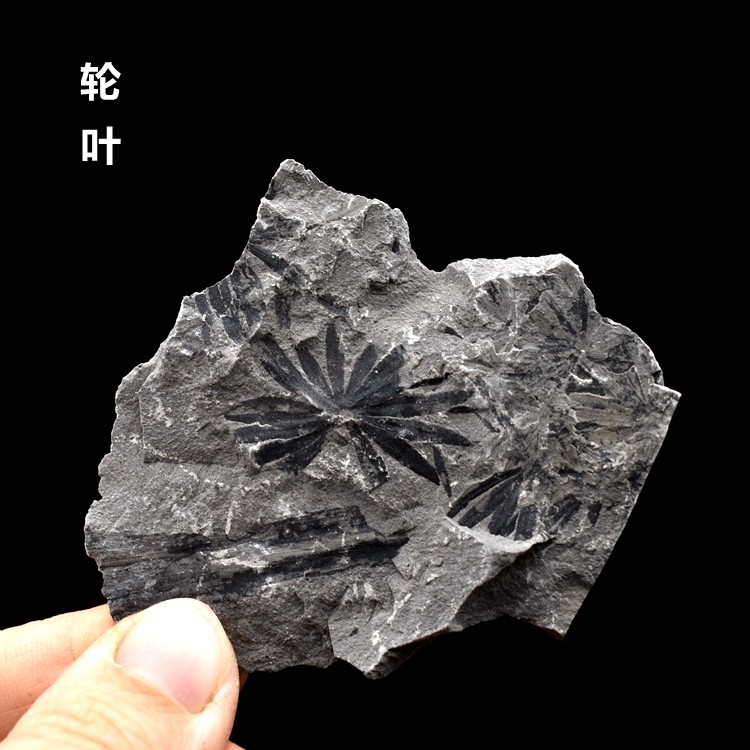 天然植物化石轮叶远古生物化石标本原石头树叶化石教学标本摆件收