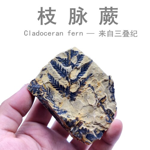 三叠纪蕨类科普教学摆件植物化石