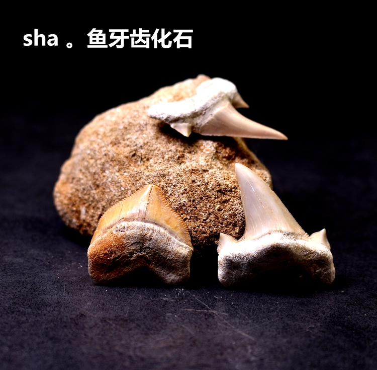 古生物化石吊坠饰品牙齿化石标本