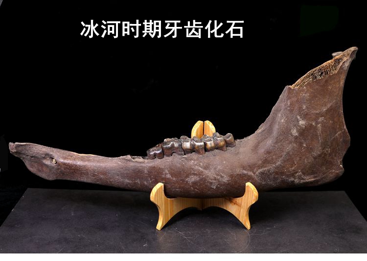 野牛下颚骨化石动物牙齿化石冰河时期猛犸象同时期化石标本原石
