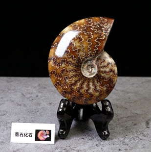 古生物化石大尺寸天然菊石斑彩螺海螺原石头摆件教学标本礼物