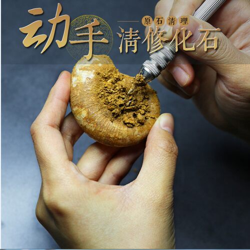 天然白垩纪原石科普教学标本