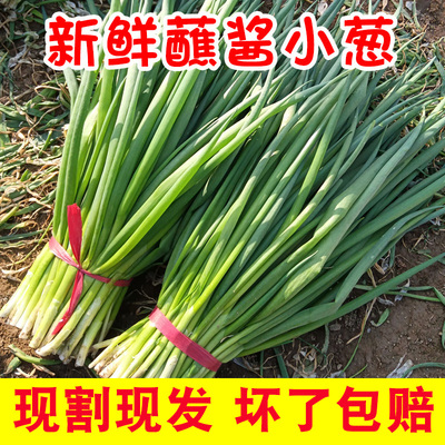 山东蘸酱小葱拌豆腐卷饼