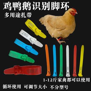 鸡脚环激光刻字记号环鸡用脚环可调卡扣鸡鸭鹅禽脚环鸡脚环反复用