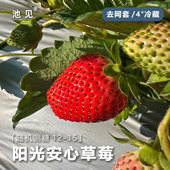 池见 阳光安心隋珠草莓凉山红颜奶油草莓99新鲜水果