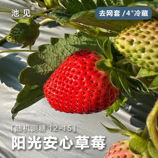 池见 阳光安心隋珠草莓凉山红颜奶油草莓99新鲜水果