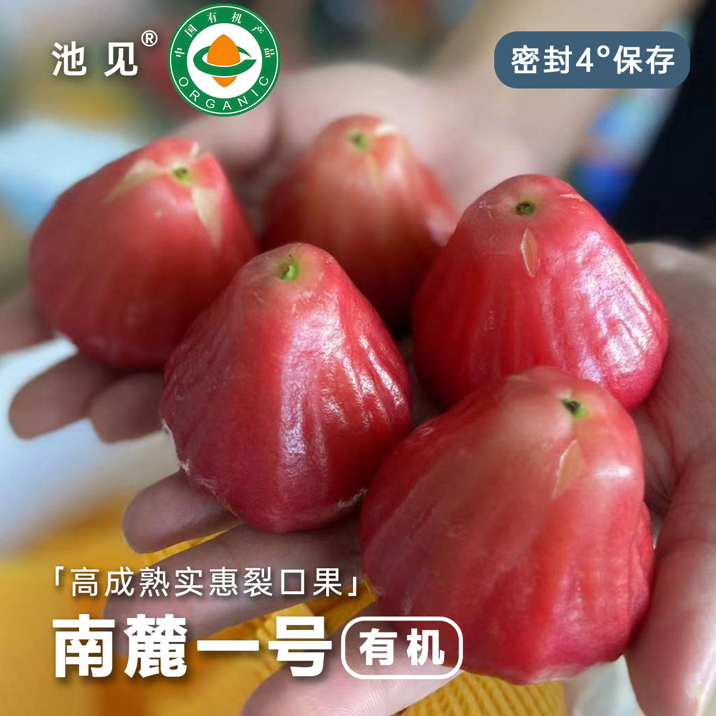 池见 海南三亚有机南鹿一号莲雾果孕妇水果3斤,水产肉类/新鲜蔬果/熟食,莲雾,淘宝优惠券,粉丝福利购,淘宝优惠卷