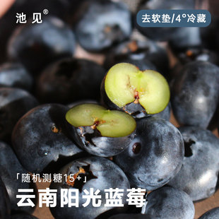 池见 云南露天高原花香L25蓝莓自然生长脆甜微酸脆甜现摘新鲜空运