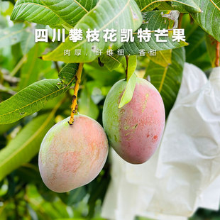 池见 四川攀枝花凯特大芒果【肉厚，纤维细，香甜】5斤/8斤