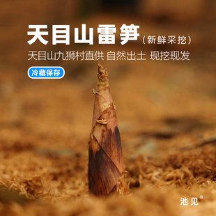 池见 浙江临安天目山雷笋春笋【卜卜脆,入口回甜,鲜嫩爽口】4斤