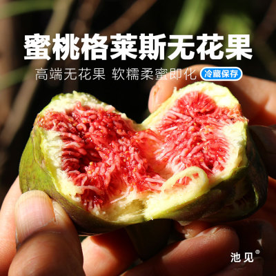池见树上完熟蜜糖格莱斯无花果