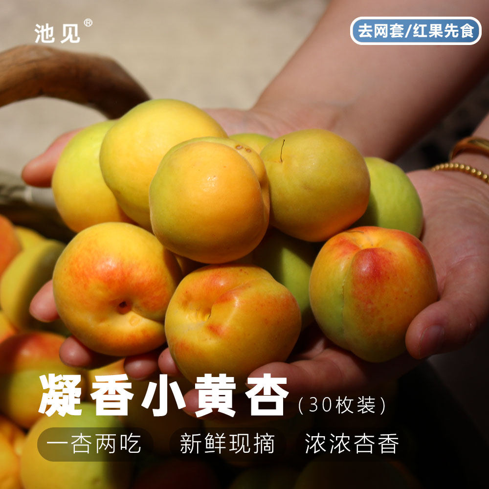 池见当季新鲜水果现摘现发陕西凝香小黄甜杏蜜杏子杏香浓郁30枚装,水产肉类/新鲜蔬果/熟食,杏,淘宝优惠券,粉丝福利购,淘宝优惠卷