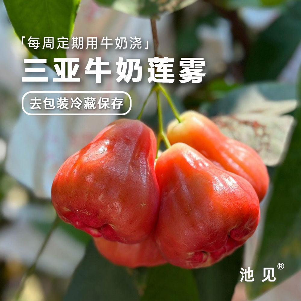 池见 海南三亚  自然成熟 牛奶莲雾（清冽甘甜 舌尖滋润到喉咙）,水产肉类/新鲜蔬果/熟食,莲雾,淘宝优惠券,粉丝福利购,淘宝优惠卷