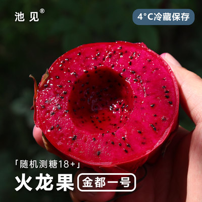 池见玫瑰红火龙果甜香树熟