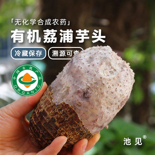 池见 有机荔浦芋头新鲜现挖粉糯香芋槟榔芋艿紫藤芋农家蔬菜