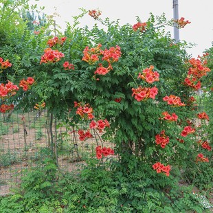 凌霄花苗盆栽护栏炮仗花庭院绿化攀援花卉爬墙爬藤开花植物爬山虎