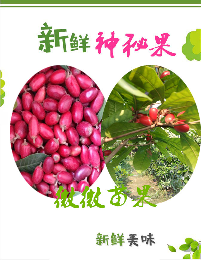 神秘果鲜果神秘果树苗鲜果蜜拉圣果神奇变味觉酸变甜神奇果|msdalam kategori penghantaran bunga/bunga simulasi/tumbuhan berkebun, 花园植物/行道树/果树, 观叶 /花灌木 - dari Buy2taobao.com untuk memberikan perkhidmatan ejen Taobao profesional membeli