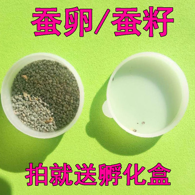 蚕夫人蚕宝宝从蚕卵开始观察