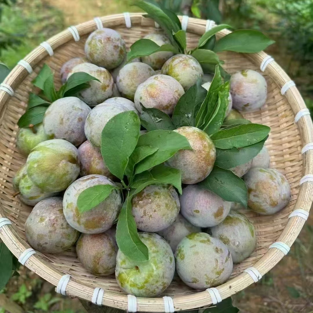 【火爆大促】正宗翁源三华李新鲜现摘现发当季水果特产脆爽甜