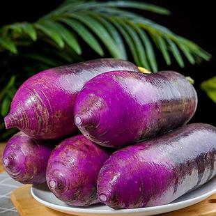 正宗天津沙窝冰激凌奶油甜水果萝卜生吃新鲜现拔冰淇淋冰糖心好吃