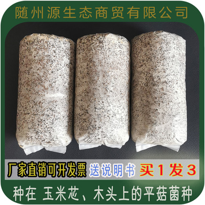 高中低温平菇菌种 椴木平菇蘑菇菌种 玉米芯稻草蘑菇栽培菌种
