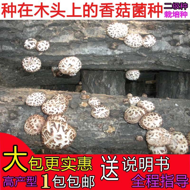 源生态椴木香花菇菌种种在木头上的香花菇蘑菇菌种一二三级栽培种