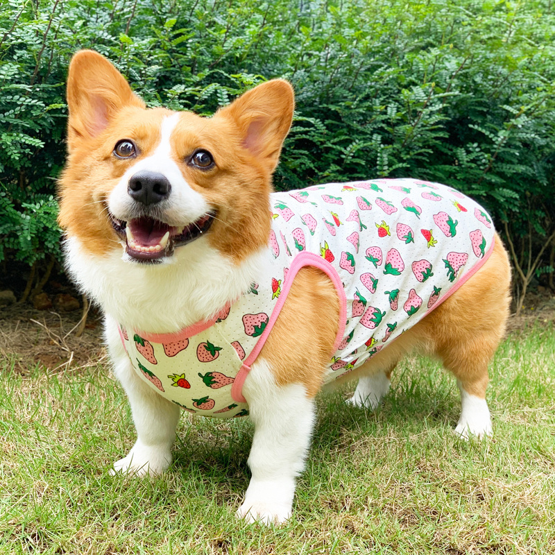 夏天雪纳瑞柴犬奶狗防晒背心比熊