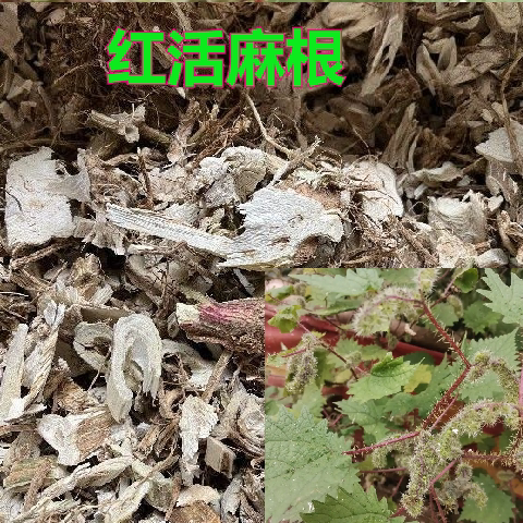 中药材贵州野生红活麻红火麻根活麻杆荨麻大活麻火麻草川红活麻