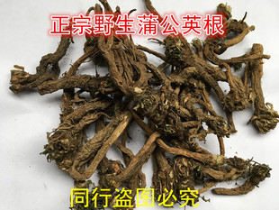 中药材蒲公英根灯笼草根地丁根蒲公英茶 蒲公英全根