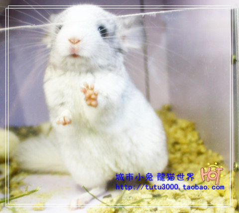 a级 圆脸银斑dd一枚 龙猫宝宝