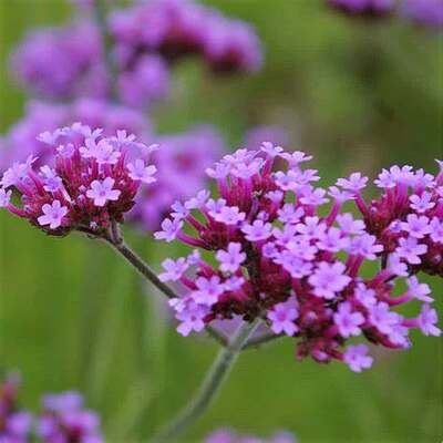 矮生柳叶马鞭草 桑托斯verbena santos purple多年生宿根耐热耐寒