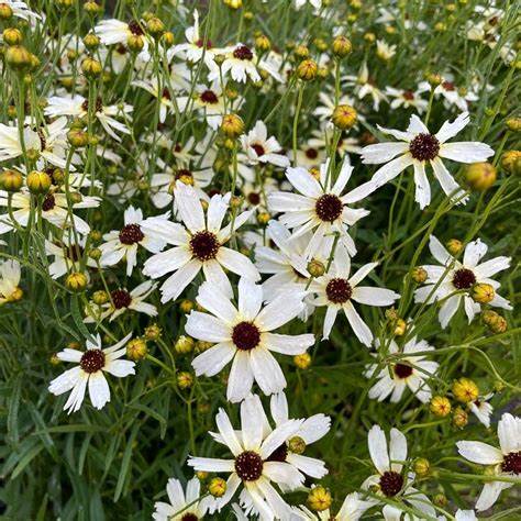 金鸡菊愚人金 Coreopsis fool's gold黄铜矿宿根多年生耐热耐寒