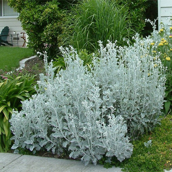 银叶菊 花园地栽盆栽耐热耐寒花灌木低维护