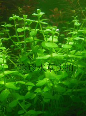 水草小对叶 圆叶对叶 100%水中叶自产（一枝） 珍珍水草
