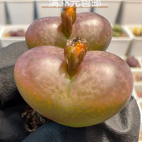 15-7开播福利墨杂爱心型单头2.15-2.35厘米