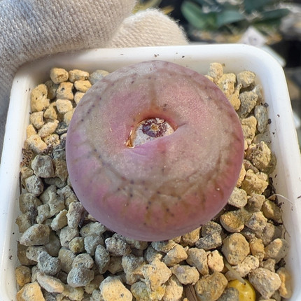 24-772y661杂太阳纹1.95厘米